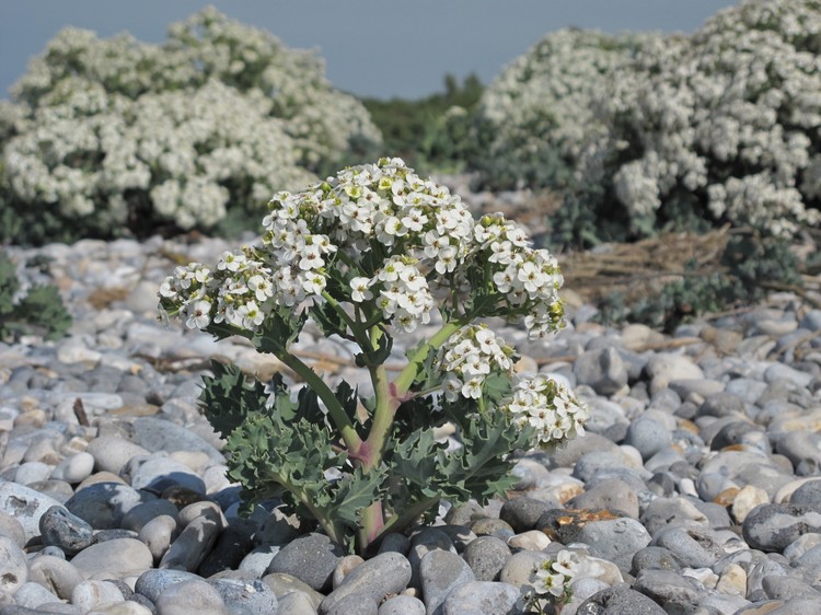 Crambe maritima